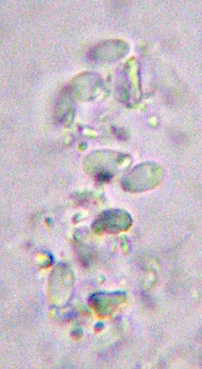 spores simples, incolores, 3-6 x 1,5-2 m