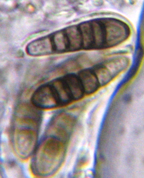 spores 17-25 x 5-6 µm