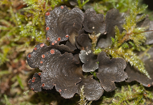 Thalles humides avec apothcies, Huelgoat (Finistre), octobre 2015, photo : Jean-Michel Lucas.