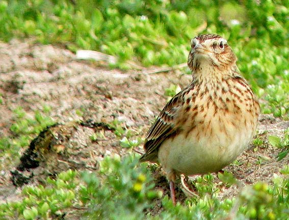 Theven, Plougoulm (Finistre), 22 fvrier 2008, photo Franois Sit.