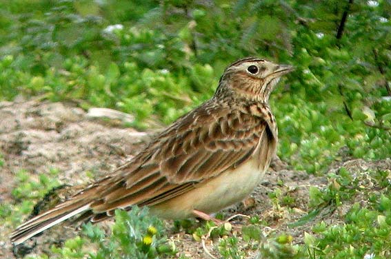 Theven, Plougoulm (Finistre), 22 fvrier 2008, photo Franois Sit.