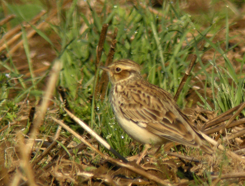 Kergreis, Plougonven (Finistre), 2 octobre 2016, Photo (digiscopie) : Franois Sit.