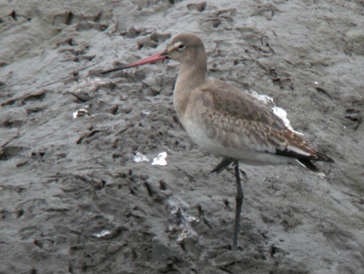 Plumage internuptial, Penz (Finistre), 16 novembre 2008, photo Franois Sit.