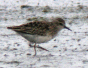 Juvnile, La Turballe (Loire-Atlantique), 28 et 29 novembre 2011, photos Franois Sit.