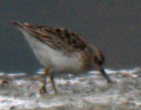 Juvnile, La Turballe (Loire-Atlantique), 28 et 29 novembre 2011, photos Franois Sit.