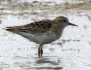 Juvnile, La Turballe (Loire-Atlantique), 28 et 29 novembre 2011, photos Franois Sit.