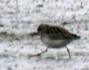 Juvnile, La Turballe (Loire-Atlantique), 28 et 29 novembre 2011, photos Franois Sit.