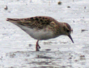 Juvnile, La Turballe (Loire-Atlantique), 28 et 29 novembre 2011, photos Franois Sit.