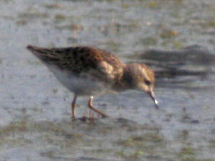 Juvnile, La Turballe (Loire-Atlantique), 28 et 29 novembre 2011, photos Franois Sit.