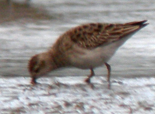 Juvnile, La Turballe (Loire-Atlantique), 28 et 29 novembre 2011, photos Franois Sit.