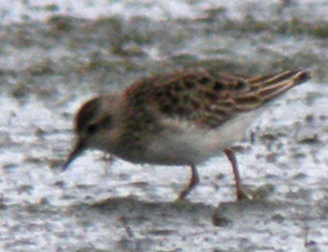 Juvnile, La Turballe (Loire-Atlantique), 28 et 29 novembre 2011, photos Franois Sit.