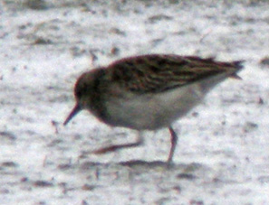 Juvnile, La Turballe (Loire-Atlantique), 28 et 29 novembre 2011, photos Franois Sit.