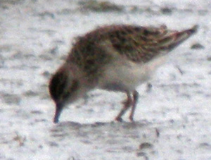 Juvnile, La Turballe (Loire-Atlantique), 28 et 29 novembre 2011, photos Franois Sit.