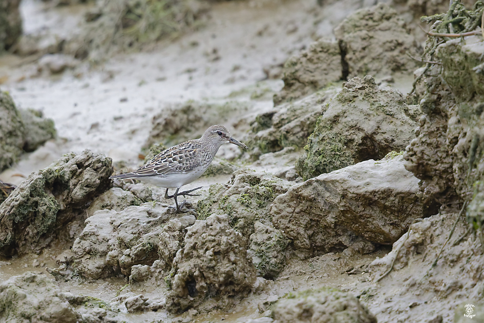 B�casseau de Bonaparte juv�nile ; Goulven, Finist�re ; 2 novembre 2024 ; photos : Jean-Michel Lucas.
