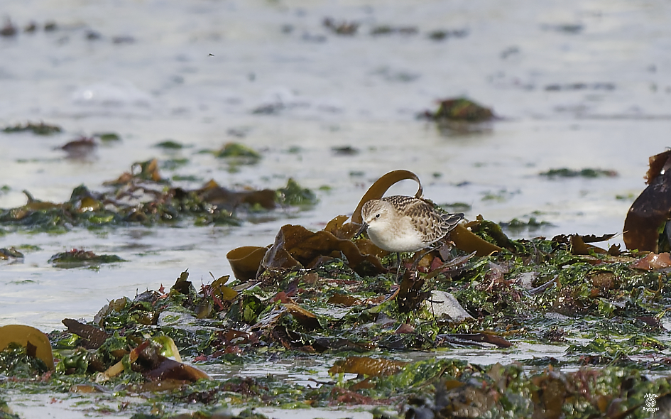 B�casseau � cou roux juv�nile ; Guiss�ny, Finist�re ; 4 octobre 2023 ; photos : Jean-Michel Lucas.
