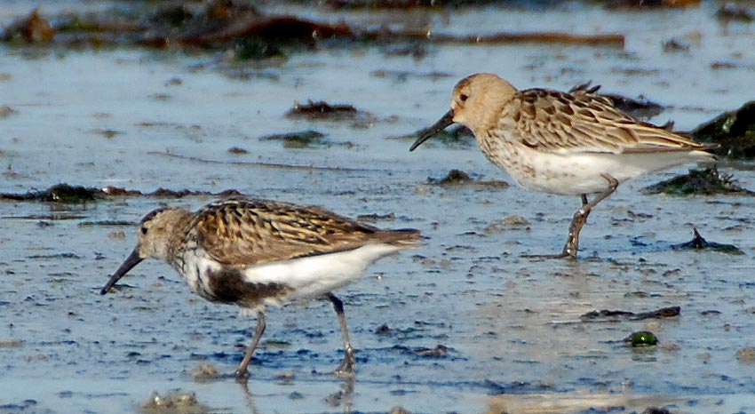 Adulte ( gauche, reste de plumage nuptial), juvnile ( droite), Guissny (Finistre), 4 septembre 2009, photo Jean-Michel Lucas.