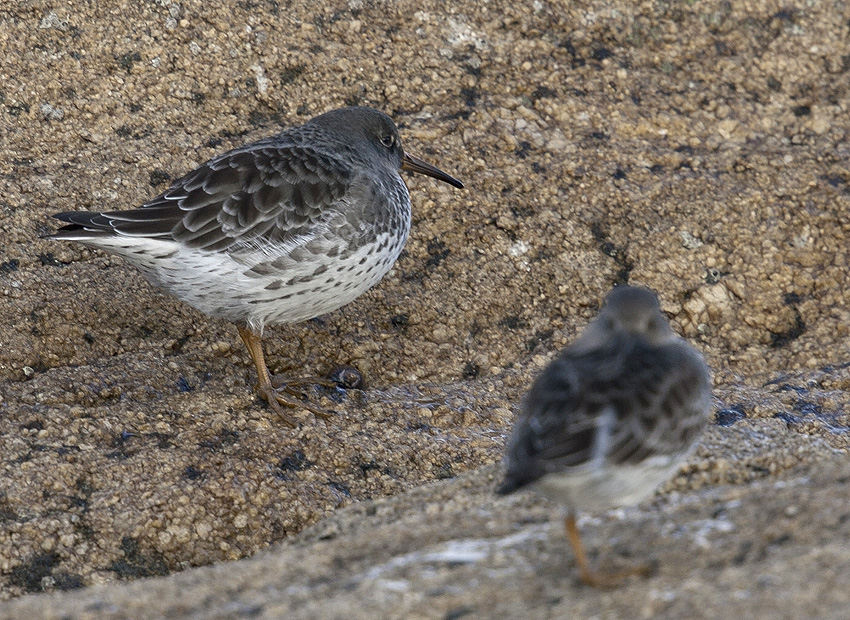 Curnic, Guissny, 18 novembre 2014, photo : Jean-Michel LUCAS.