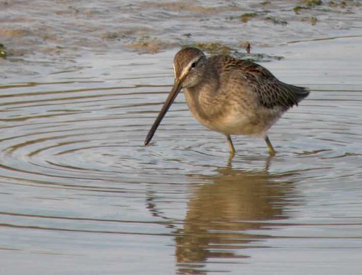 Juvnile, Baie de Goulven (Nord-Finistre), 6 septembre 2009, photo Franois Sit.