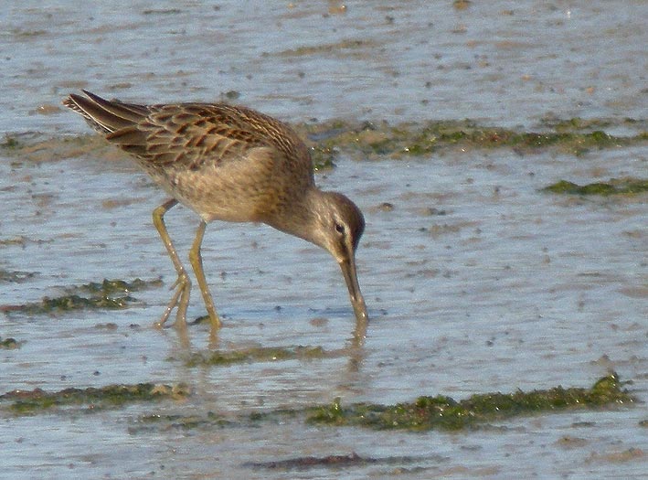 Juvnile, Baie de Goulven (Nord-Finistre), 6 septembre 2009, photo Franois Sit.