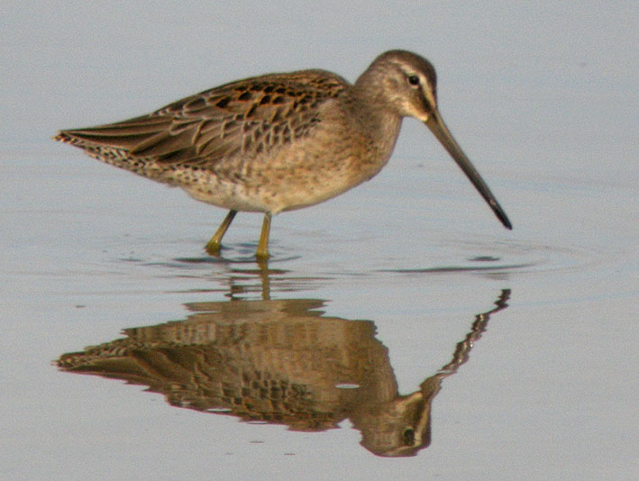 Juvnile, Baie de Goulven (Nord-Finistre), 6 septembre 2009, photo Franois Sit.