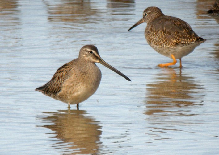 Juvnile au premier plan (Chevalier gambette au second plan), Baie de Goulven (Nord-Finistre), 6 septembre 2009, photo Franois Sit.