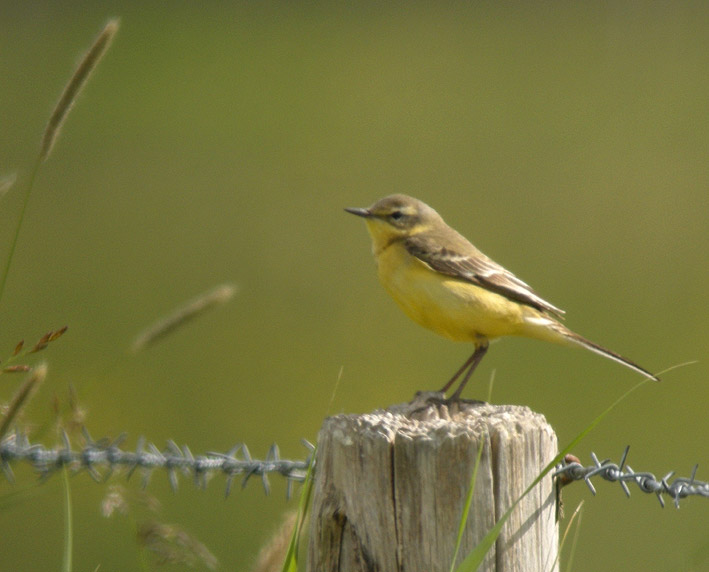 Femelle flava, prairies humides, Frossay (44), 16 mai 2011, photo Franois Sit.