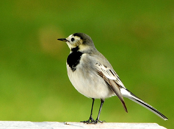 Bergeronnette grise type alba, Kergreis, Plougonven (Finistre), 17 novembre 2007, photo Jean-Michel Lucas.