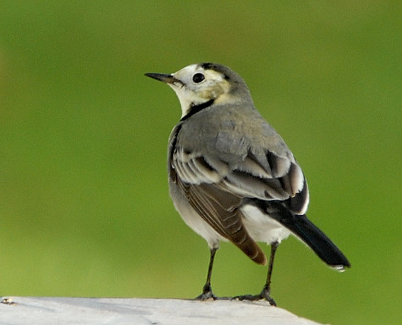 Bergeronnette grise type alba, Kergreis, Plougonven (Finistre), 17 novembre 2007, photo Jean-Michel Lucas.