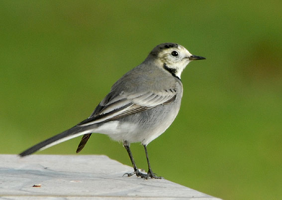 Bergeronnette grise type alba, Kergreis, Plougonven (Finistre), 17 novembre 2007, photo Jean-Michel Lucas.