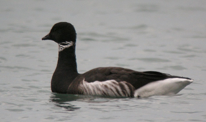 Race nigricans, Locqunol (Finistre), 21 dcembre 2008, photo Franois Sit.