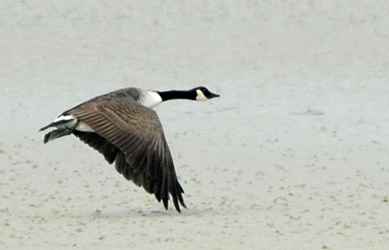 Baie du Kernic, Plounvez-Lochrist (Finistre), 12 novembre 2007, photo Jean-Michel Lucas.