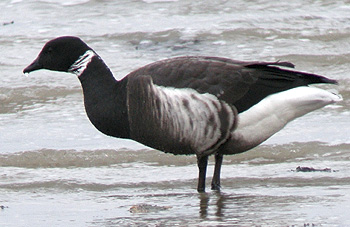 Race nigricans, Locqunol (Finistre), 25 dcembre 2008, photo Franois Sit.