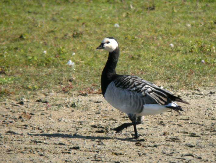 Adulte, Marquenterre, 21 septembre 2010, photo Franois Sit.