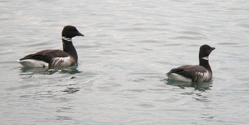 Race nigricans, Locqunol (Finistre), 21 dcembre 2008, photo Franois Sit.