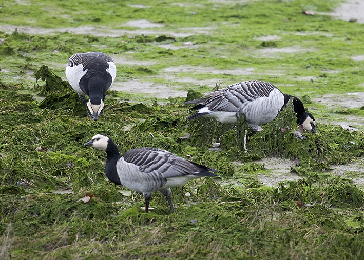 Trois adultes, Estuaire du Douron, Plestin-les-Grves (22), 15 dcembre 2014, Photos : Jean-Michel Lucas.