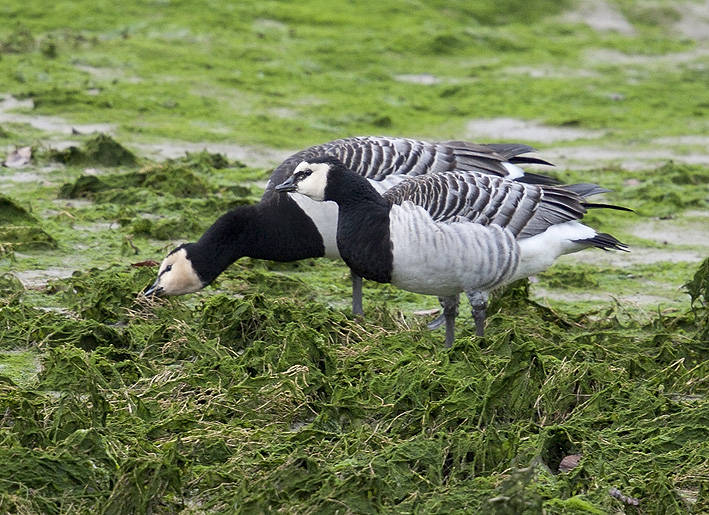 Trois adultes, Estuaire du Douron, Plestin-les-Grves (22), 15 dcembre 2014, Photos : Jean-Michel Lucas.