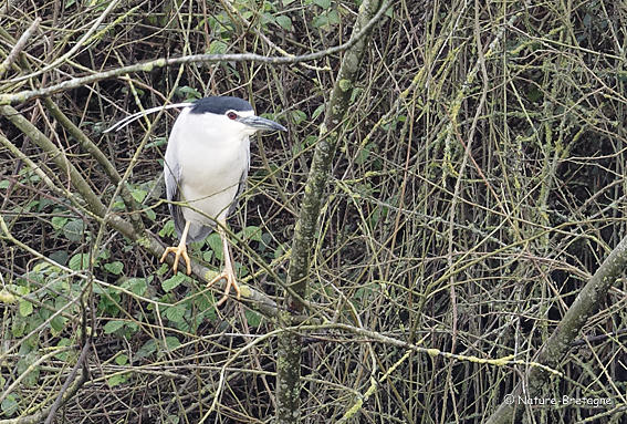 Adulte, Frossay, Loire-Atlantique, le 10 mars 2020, photo : Jean-Michel Lucas.