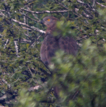 Mle, Prairie de Kergreis, Cragou, Plougonven (Finistre), 14 mai 2008, photo Franois Sit.