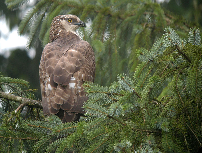 Femelle adulte, Kergreis, Plougonven (Finistre), 21 aot 2012, photo Franois Sit.