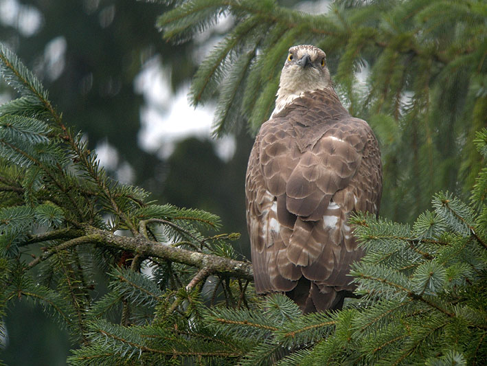 Femelle adulte, Kergreis, Plougonven (Finistre), 21 aot 2012, photo Franois Sit.