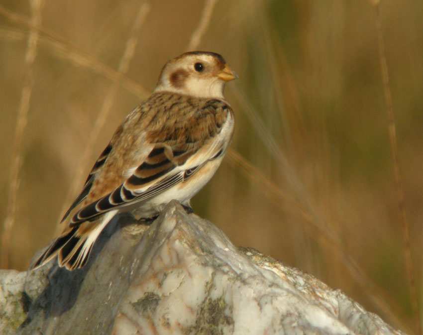 Jeune mle, landes du Cragou, Le Clotre-Saint-Thgonnec (Finistre), 28 octobre 2011, photo Franois Sit.