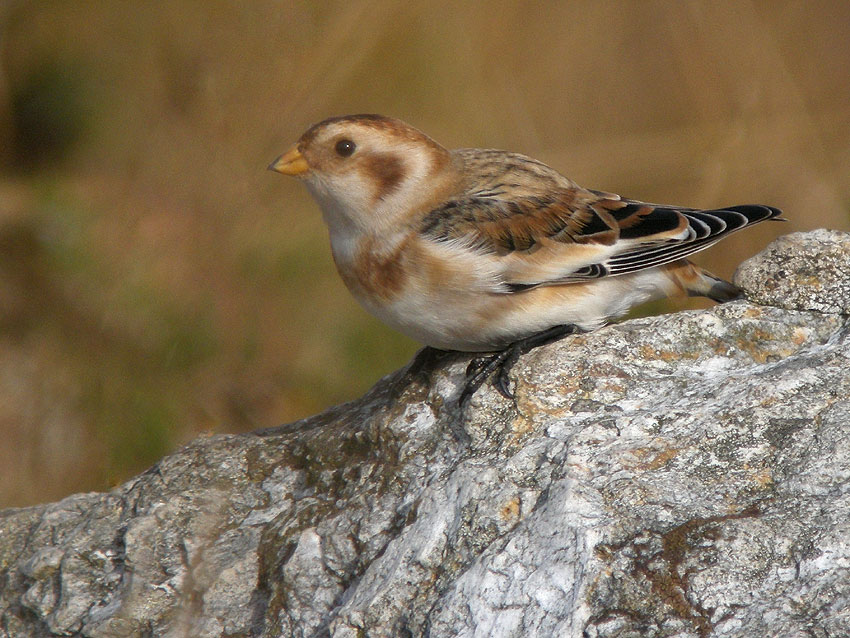 Jeune mle, landes du Cragou, Le Clotre-Saint-Thgonnec (Finistre), 29 octobre 2011, photo Franois Sit.