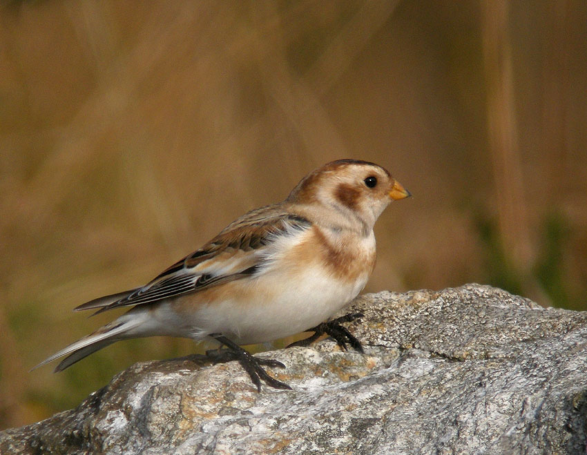 Jeune mle, landes du Cragou, Le Clotre-Saint-Thgonnec (Finistre), 29 octobre 2011, photo Franois Sit.