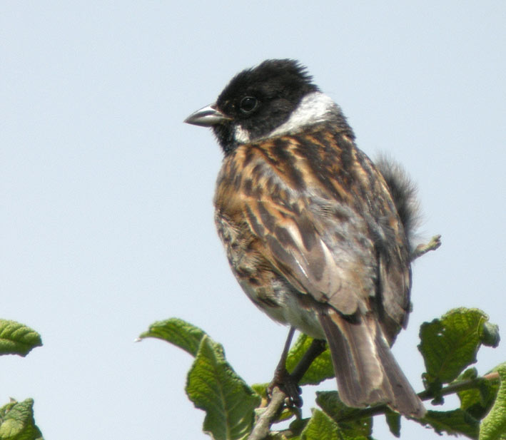 Mle, Tourbire bombe du Venec, Brennilis (Finistre), 29 juin 2008, photo Franois Sit.