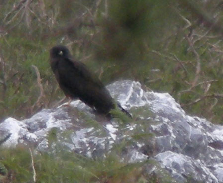 Juvnile mlanique, Monts d'Arre (Finistre), 2 aot 2009, photo Franois Sit.