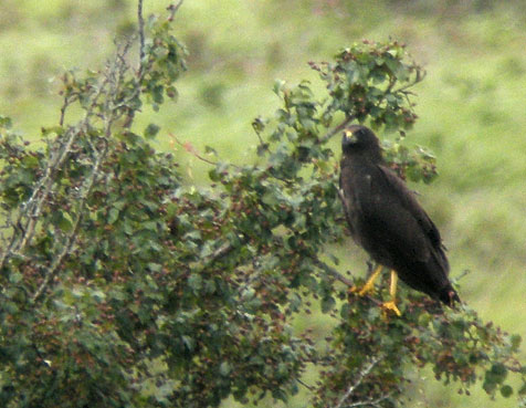 Juvnile, tourbire du Vergam, Scrignac (Finistre), 12 juillet 2009, photo Franois Sit.