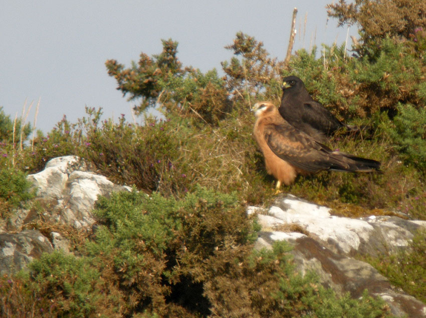 Juvniles (forme "normale" et forme mlanique), Landes du Cragou, Plougonven (Finistre), 13 juillet 2011, photo Franois Sit.