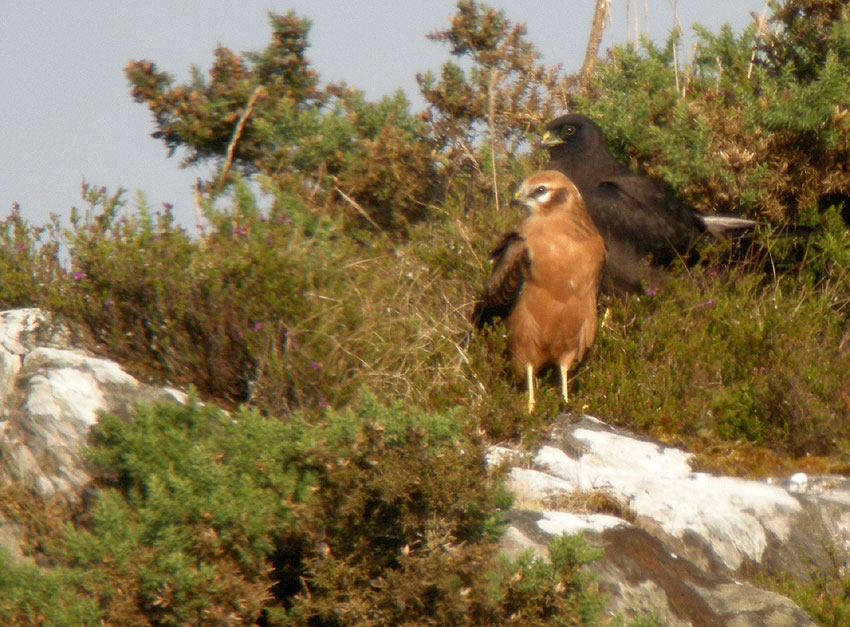 Juvniles (forme "normale" et forme mlanique), Landes du Cragou, Plougonven (Finistre), 13 juillet 2011, photo Franois Sit.