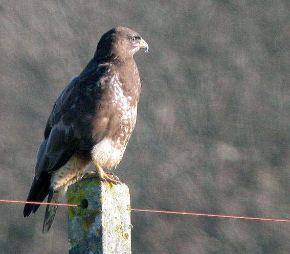 Le Kermeur, Plougonven, Finistre, 01 janvier 2008, photo Franois Sit.