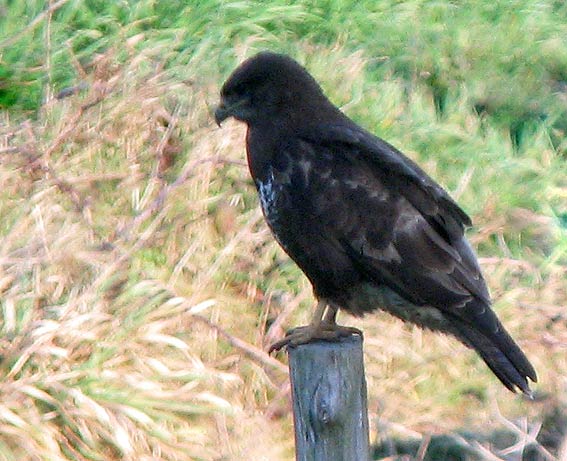 Le Kermeur, Plougonven, Finistre, 28 dcembre 2007, photo Franois Sit.